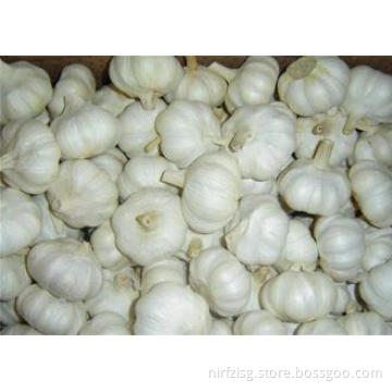 Cold Storage Normal White Garlic With 3P , 4P , 5P , 6P / n